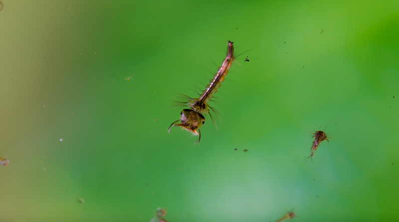 Illustration for article titled 18 Creepy, Crawly Photos Of Insects
